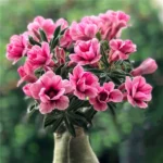 Home Garden Desert Rose Flowers Bonsai Plants New Year Home Sticker Succulent Decoration - Image 3