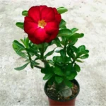 Home Garden Desert Rose Flowers Bonsai Plants New Year Home Sticker Succulent Decoration - Image 5