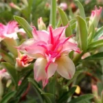 Home Garden Desert Rose Flowers Bonsai Plants New Year Home Sticker Succulent Decoration - Image 6