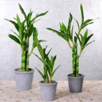 New 40cm rFtificial Lucky Bamboo Succulent Fake Plant Flower Green Potted Garden Outdoor Dining Table Fish Tank Home Decoration - Image 2